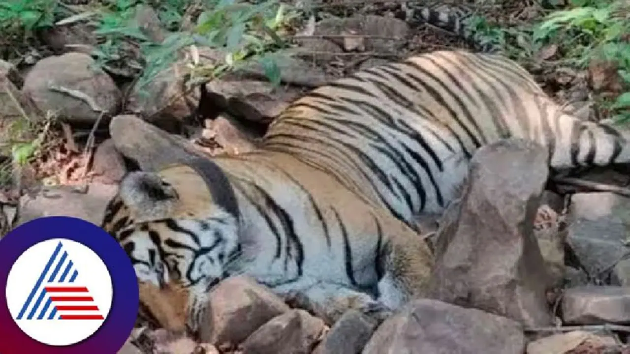 ಪಿಲಿಕುಳ ಝೂನಲ್ಲಿ ಪ್ರಾಣಿಗಳ ಮೂಕ ರೋದನೆ: ಆರೋಪ ಪಿಲಿಕುಳ ಝೂನಲ್ಲಿ ಪ್ರಾಣಿಗಳ ಮೂಕ ರೋದನೆ: ಆರೋಪ