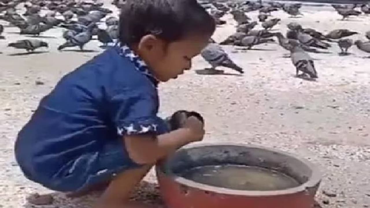 Viral video: ദാഹിച്ച് തളർന്ന പക്ഷികൾക്ക് വേണ്ടി വെള്ളം പകർന്ന് ബാലൻ, വൈറലായി വീഡിയോ