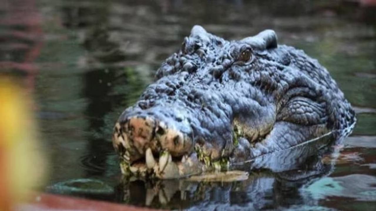 ചിക്കനും ട്യൂണയുമടക്കം വിഭവങ്ങൾ, ലോകത്തിലെ ഏറ്റവും വലിയ മുതലയുടെ 120 ാം ജന്മദിനാഘോഷം ചിക്കനും ട്യൂണയുമടക്കം വിഭവങ്ങൾ, ലോകത്തിലെ ഏറ്റവും വലിയ മുതലയുടെ 120 ാം ജന്മദിനാഘോഷം