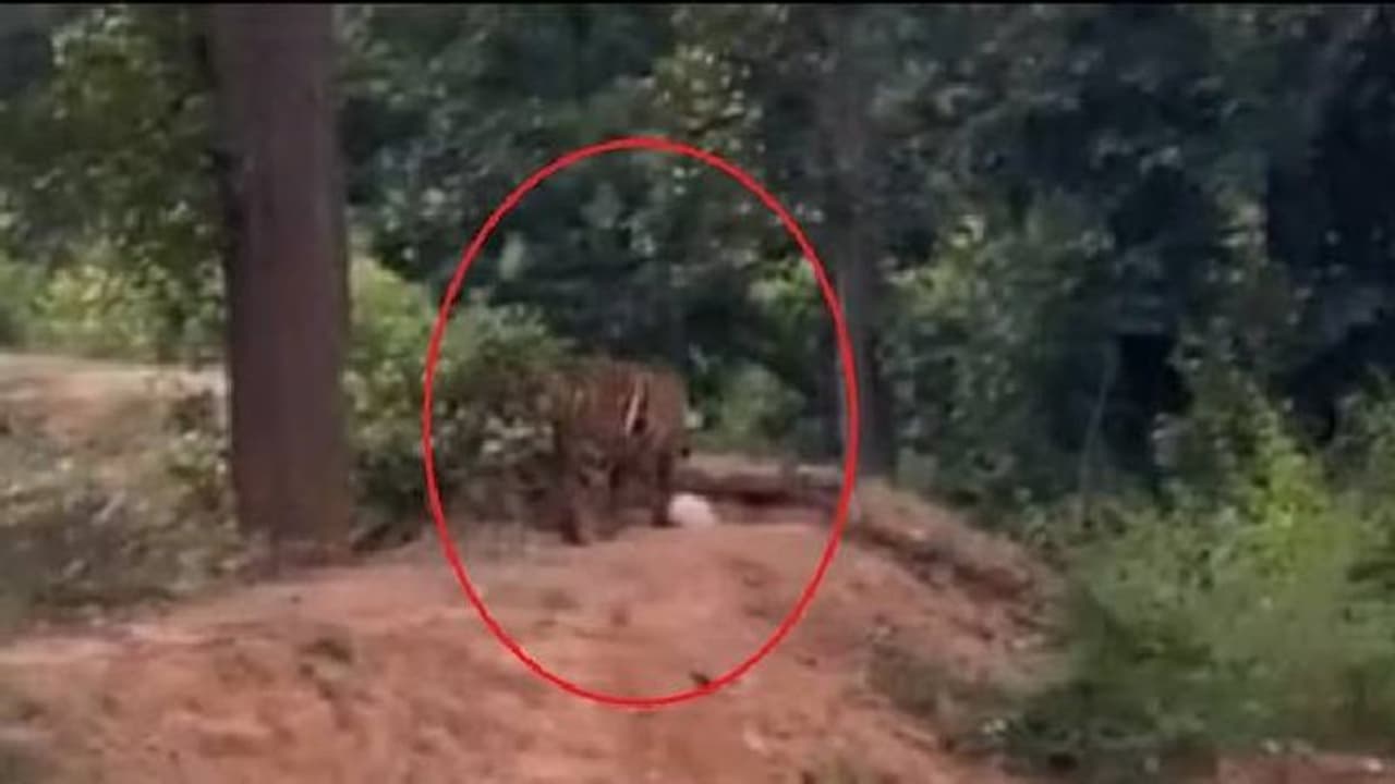 കാട്ടിലേക്ക് പ്ലാസ്റ്റിക് വലിച്ചെറിയും മുമ്പ് ആലോചിക്കണം, ഓർമ്മപ്പെടുത്തലായി വീഡിയോ കാട്ടിലേക്ക് പ്ലാസ്റ്റിക് വലിച്ചെറിയും മുമ്പ് ആലോചിക്കണം, ഓർമ്മപ്പെടുത്തലായി വീഡിയോ