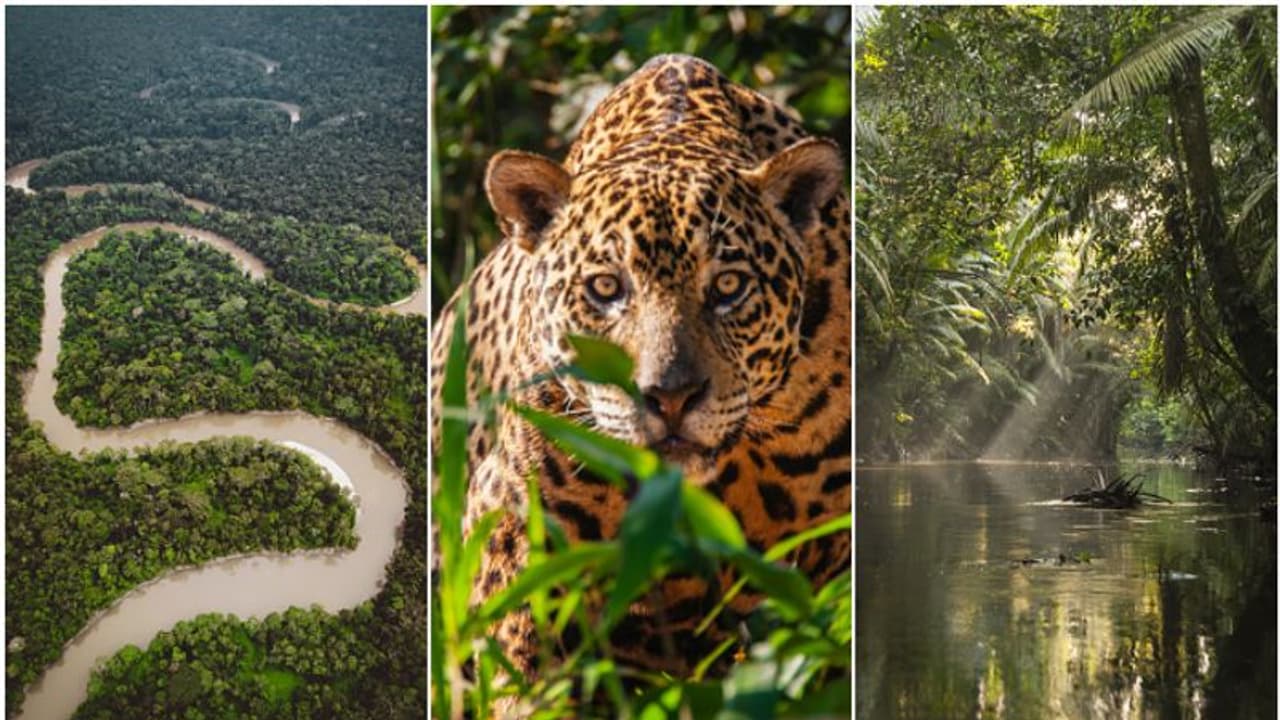 പതിയിരിക്കുന്ന അപകടങ്ങള്‍, നിഗൂഢത; അനാക്കോണ്ടയും പിരാനയും വരെ, ഇന്ത്യയുടെ ഇരട്ടി വിസ്‌തൃതിയുള്ള ആമസോണ്‍