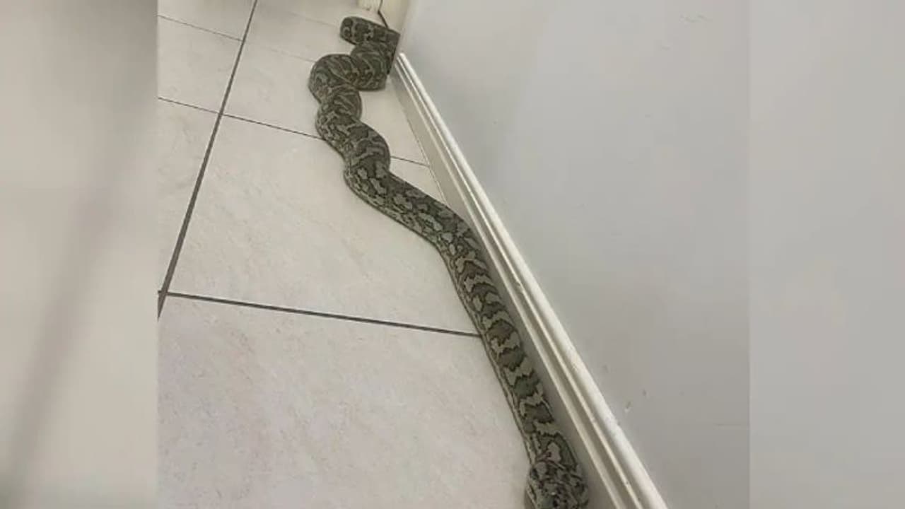 വീടിനകത്ത് കൂറ്റൻ പെരുമ്പാമ്പ്; ഫോട്ടോ പങ്കുവച്ചതോടെ വൈറലായി...