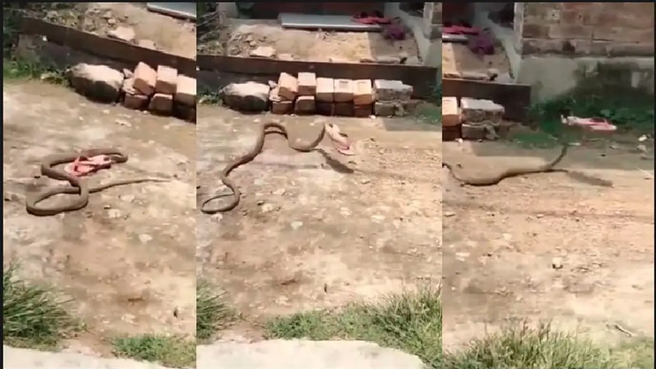 ತನ್ನತ್ತ ಎಸೆದ ಚಪ್ಪಲಿನ ಹೊತ್ಕೊಂಡೇ ಹೋಯ್ತು ಹಾವು: ಹಳೆ ವೀಡಿಯೋ ಮತ್ತೆ ವೈರಲ್ ತನ್ನತ್ತ ಎಸೆದ ಚಪ್ಪಲಿನ ಹೊತ್ಕೊಂಡೇ ಹೋಯ್ತು ಹಾವು: ಹಳೆ ವೀಡಿಯೋ ಮತ್ತೆ ವೈರಲ್