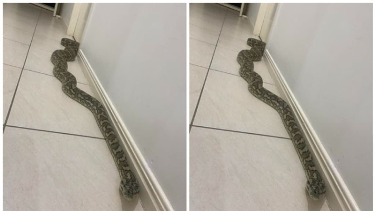 വീടിനുള്ളിൽ കണ്ടെത്തിയത് 8 അടിയുള്ള പെരുമ്പാമ്പ്; പേടിച്ചരണ്ട് വീട്ടുകാര്‍ 