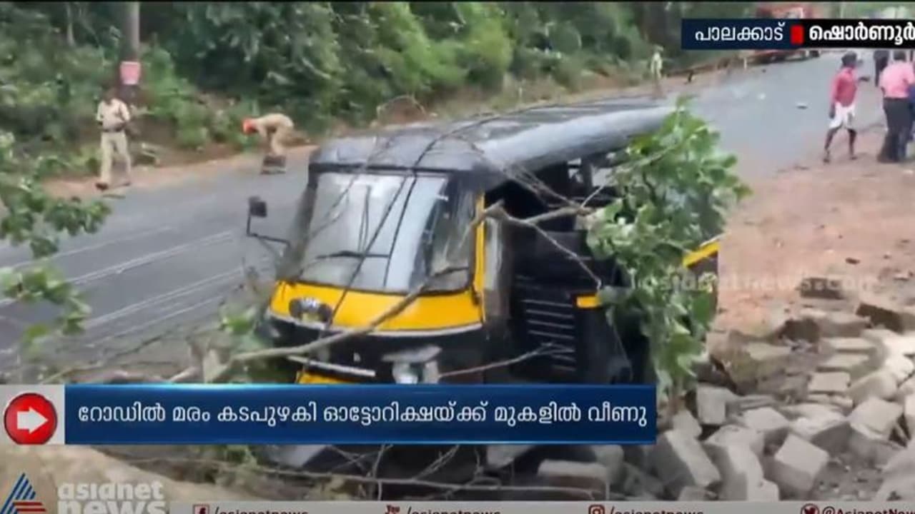ഷൊര്ണൂരില് ഓട്ടോയുടെ മുകളിലേക്ക് മരംവീണു; ഡ്രൈവര് രക്ഷപ്പെട്ടത് അത്ഭുതകരമായി ഷൊര്ണൂരില് ഓട്ടോയുടെ മുകളിലേക്ക് മരംവീണു; ഡ്രൈവര് രക്ഷപ്പെട്ടത് അത്ഭുതകരമായി