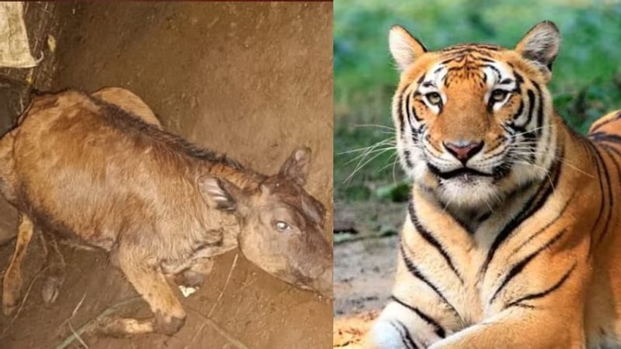 പുലർച്ച വരെ കാവലിരുന്നിട്ടും കടുവയെത്തി; പശുക്കിടാവിനെ കടിച്ച് കൊന്നു, വീണ്ടുമെത്തി, സംഭവം വയനാട്ടിൽ പുലർച്ച വരെ കാവലിരുന്നിട്ടും കടുവയെത്തി; പശുക്കിടാവിനെ കടിച്ച് കൊന്നു, വീണ്ടുമെത്തി, സംഭവം വയനാട്ടിൽ