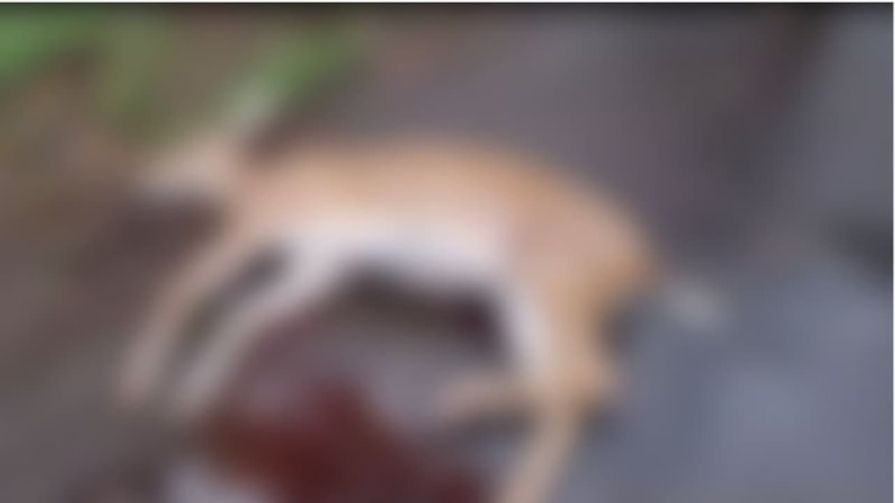 തെരുവുനായകളുടെ ക്രൂരത വീണ്ടും: മലപ്പുറത്ത് മാനിനെ കടിച്ചുകൊന്നു തെരുവുനായകളുടെ ക്രൂരത വീണ്ടും: മലപ്പുറത്ത് മാനിനെ കടിച്ചുകൊന്നു