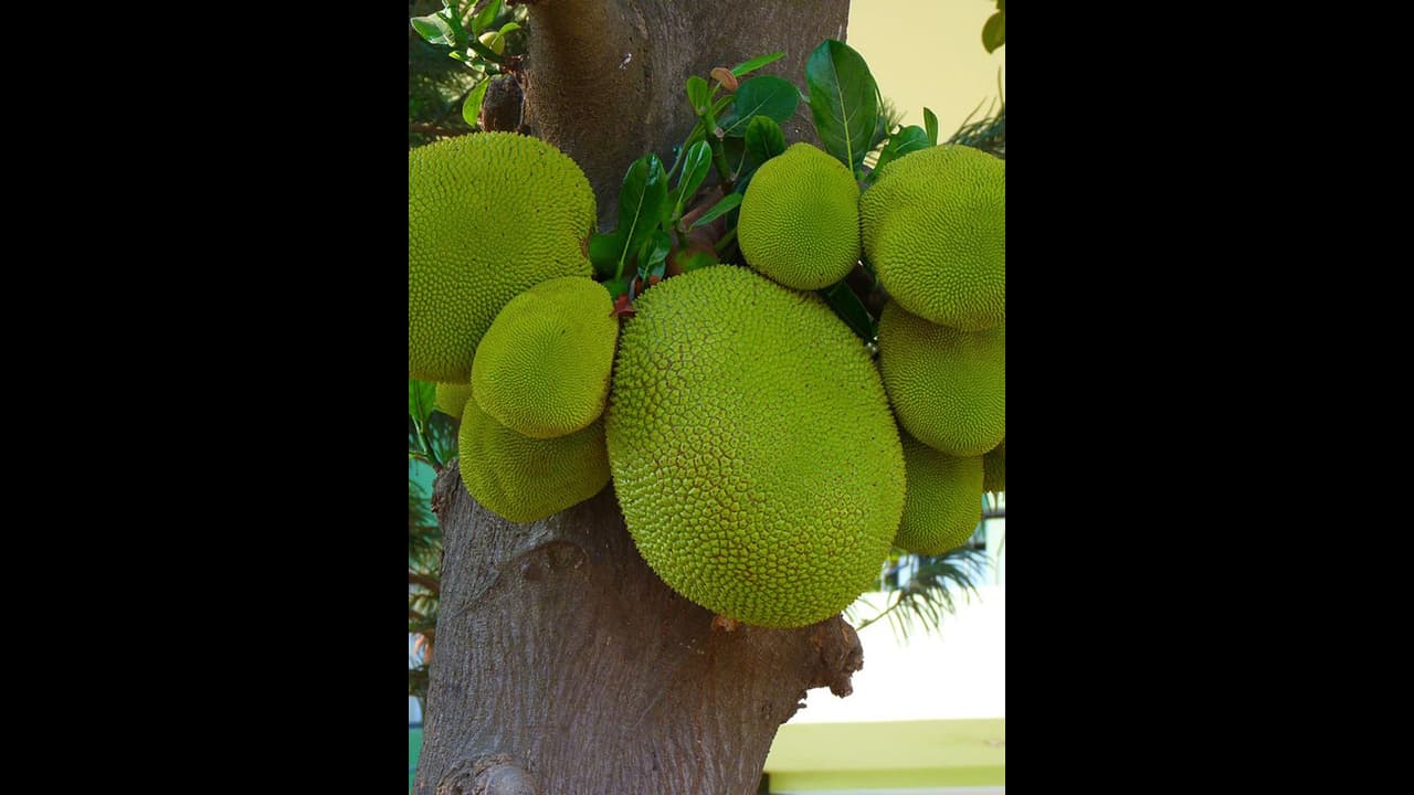 ಕೇರಳದಲ್ಲಿ ಹಲಸು ಕ್ರಾಂತಿ ಸೃಷ್ಟಿಸಿದ ವಾಟ್ಸಾಪ್ ಗ್ರೂಪ್; ಗ್ರಾಮೀಣ ಮಹಿಳೆಯರಿಗೆ ಬದುಕು ಕಟ್ಟಿಕೊಟ್ಟ'ಚಕ್ಕಾಕೂಟಂ'