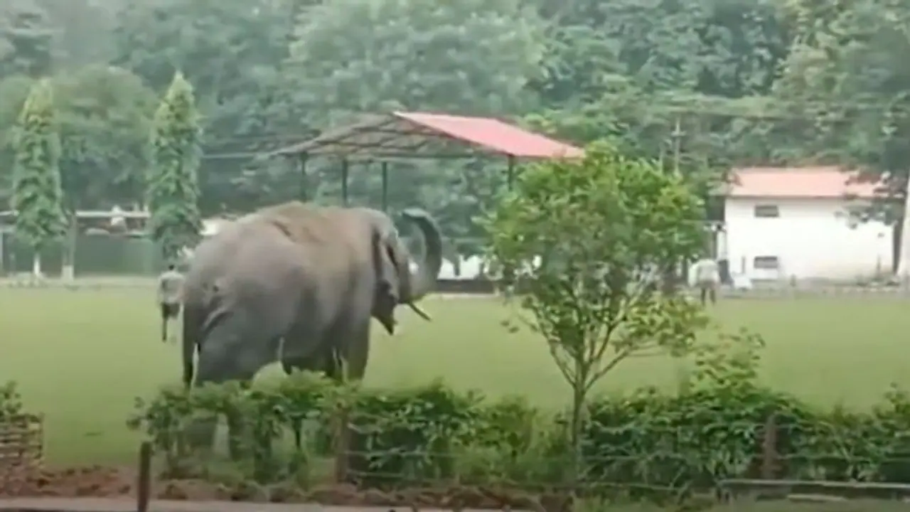 Indian Army solves its tussle with tuskers in Narengi (WATCH) Indian Army solves its tussle with tuskers in Narengi (WATCH)