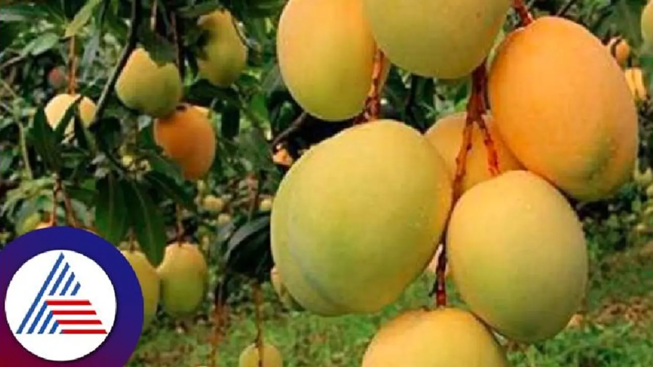 ಚಿಕ್ಕಬಳ್ಳಾಪುರ: ಮಾವು ಬೆಲೆ ದಿಢೀರ್‌ ಕುಸಿತ, ಕಂಗಾಲಾದ ಮಾವು ಬೆಳೆಗಾರರು! 