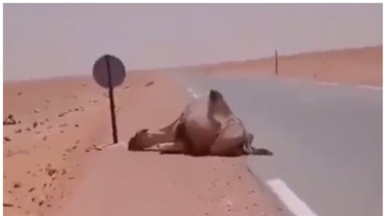 മരുഭൂമിയില് വെള്ളം കിട്ടാതെ തളര്ന്ന് വീണ ഒട്ടകത്തിനോട് ട്രക്ക് ഡ്രൈവറുടെ ദയ; കൈയടിച്ച് നെറ്റിസണ്സ് മരുഭൂമിയില് വെള്ളം കിട്ടാതെ തളര്ന്ന് വീണ ഒട്ടകത്തിനോട് ട്രക്ക് ഡ്രൈവറുടെ ദയ; കൈയടിച്ച് നെറ്റിസണ്സ്