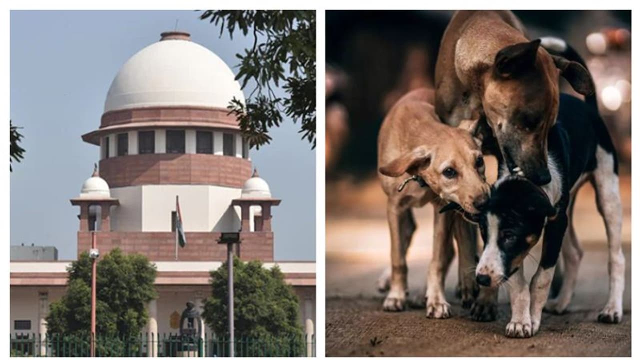 ‌തെരുവുനായ ആക്രമണങ്ങളുമായി ബന്ധപ്പെട്ടുള്ള ഹർജി: അടിയന്തര വാദം കേൾക്കാനാകില്ലെന്ന് സുപ്രീം കോടതി 