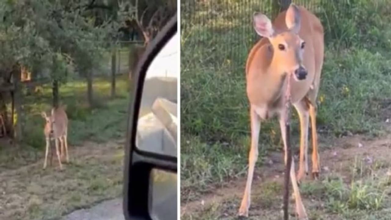 പാമ്പിനെ തിന്നുന്ന മാൻ! ഇങ്ങനെയൊക്കെ സംഭവിക്കുമോ എന്ന് സോഷ്യൽ മീഡിയ