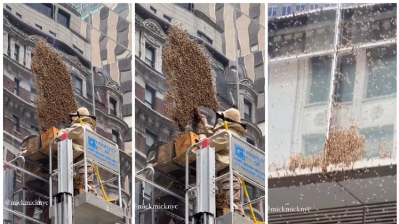  പുകയ്ക്ക് പിന്നാലെ ടൈം സ്ക്വയറിനെ കീഴടക്കി തേനീച്ച കൂട്ടം; വൈറല്‍ വീഡിയോ 