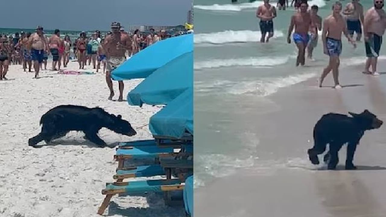 കടലിൽ നിന്നും നീന്തിക്കയറി വരുന്നത് ആരെന്ന് കണ്ടോ? അന്തം വിട്ട് ജനങ്ങൾ കടലിൽ നിന്നും നീന്തിക്കയറി വരുന്നത് ആരെന്ന് കണ്ടോ? അന്തം വിട്ട് ജനങ്ങൾ