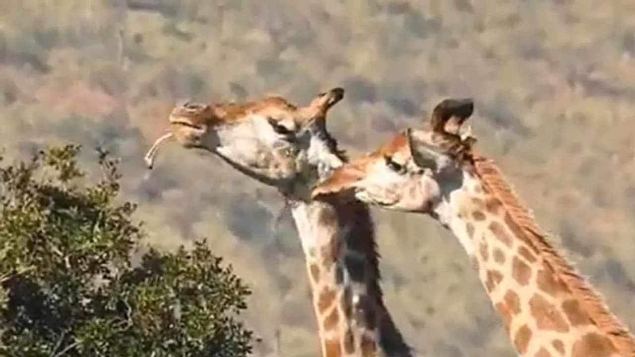 പാമ്പിനെ തിന്നുന്ന മാനിന് ശേഷം ഇതാ എല്ല് കഴിക്കുന്ന ജിറാഫ്; വീഡിയോ...