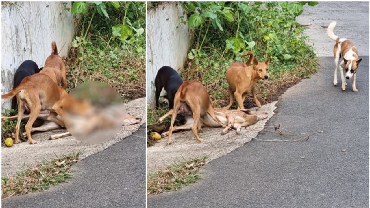 പട്ടാപ്പകൽ പുള്ളിമാൻ കുട്ടിയെ ഓടിച്ചിട്ട് കൊലപ്പെടുത്തി തെരുവ് നായക്കൂട്ടം, ദാരുണം ഈ കാഴ്ച...