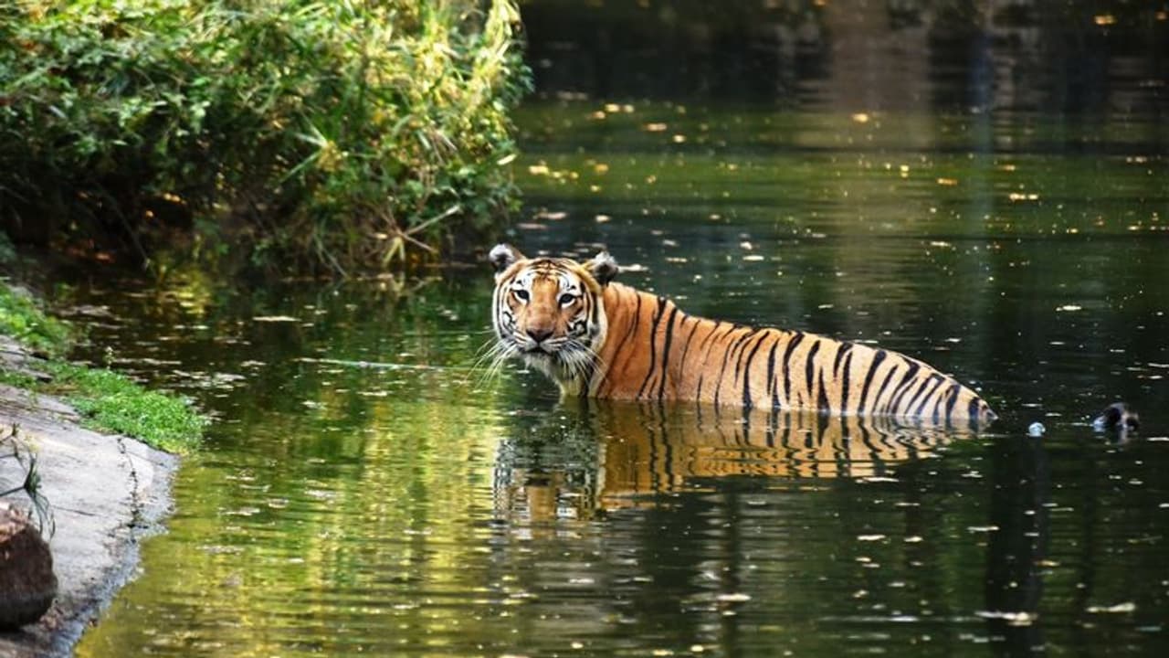 తెలంగాణ హరితోత్సవం: ఈ నెల 19న జూపార్క్ సహా రాష్ట్రంలోని అన్ని పార్కులకు ఉచిత ప్రవేశం తెలంగాణ హరితోత్సవం: ఈ నెల 19న జూపార్క్ సహా రాష్ట్రంలోని అన్ని పార్కులకు ఉచిత ప్రవేశం