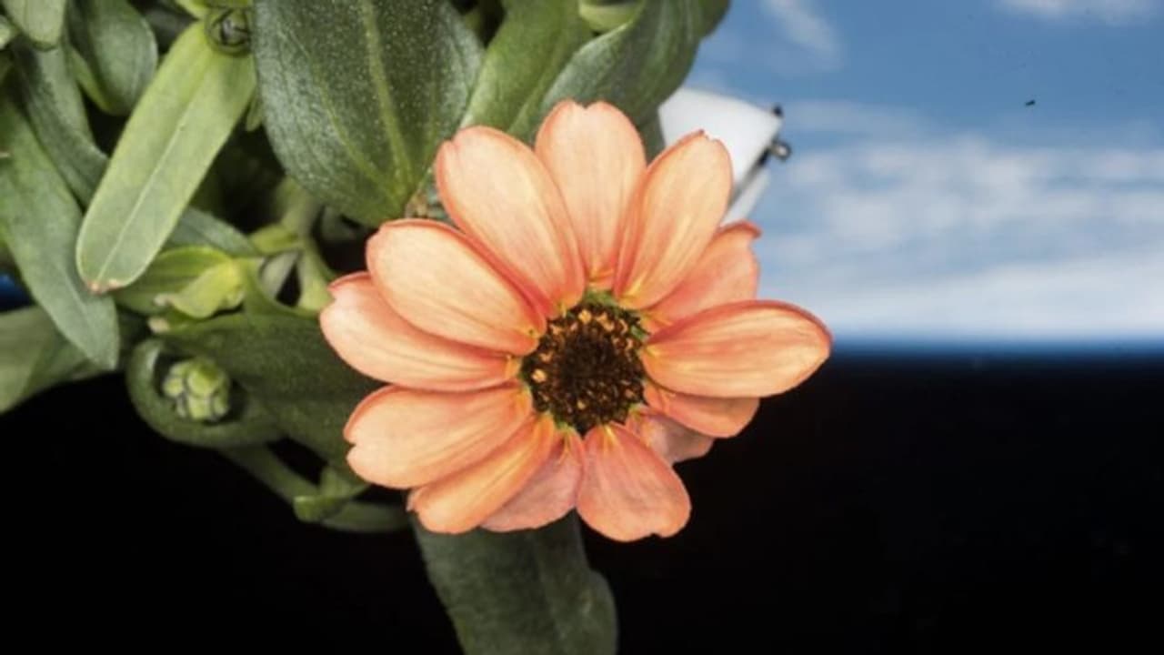 ഇതാ ബഹിരാകാശത്ത് വിരിഞ്ഞ പൂവ്; ഫോട്ടോ പങ്കിട്ട് നാസ...