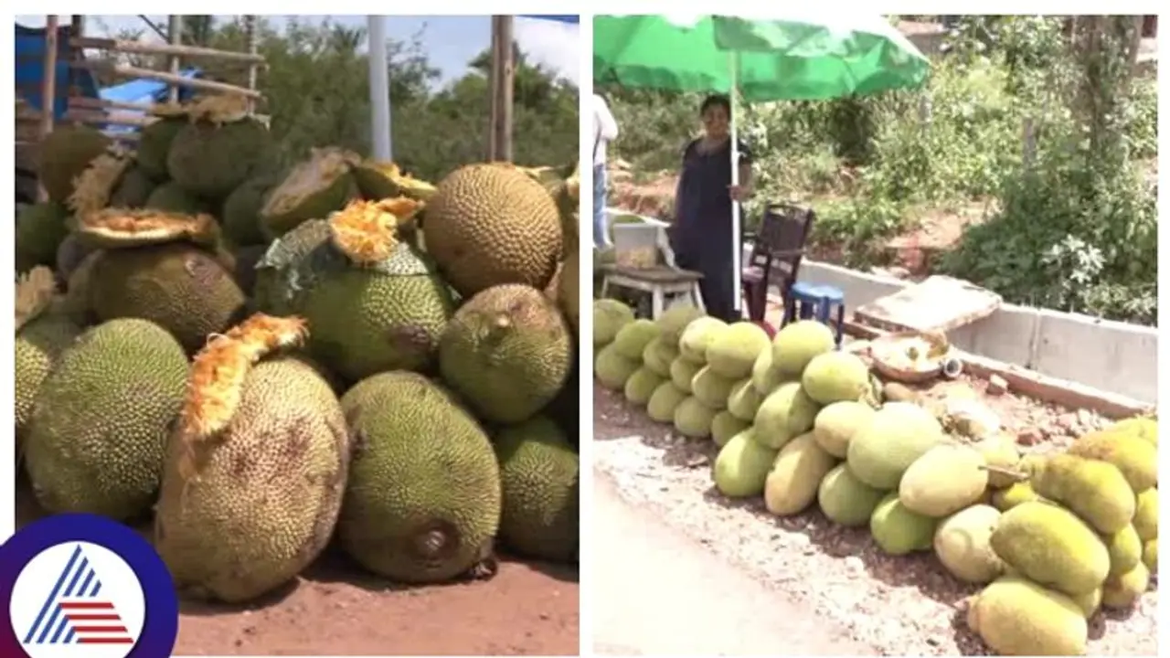 ಸಖರಾಯ ಪಟ್ಟಣದ ಹಲಸಿನ ಹಣ್ಣಿಗೆ ಹೊರ ರಾಜ್ಯಗಳಲ್ಲಿಯೂ ಬಲು ಬೇಡಿಕೆ ಸಖರಾಯ ಪಟ್ಟಣದ ಹಲಸಿನ ಹಣ್ಣಿಗೆ ಹೊರ ರಾಜ್ಯಗಳಲ್ಲಿಯೂ ಬಲು ಬೇಡಿಕೆ