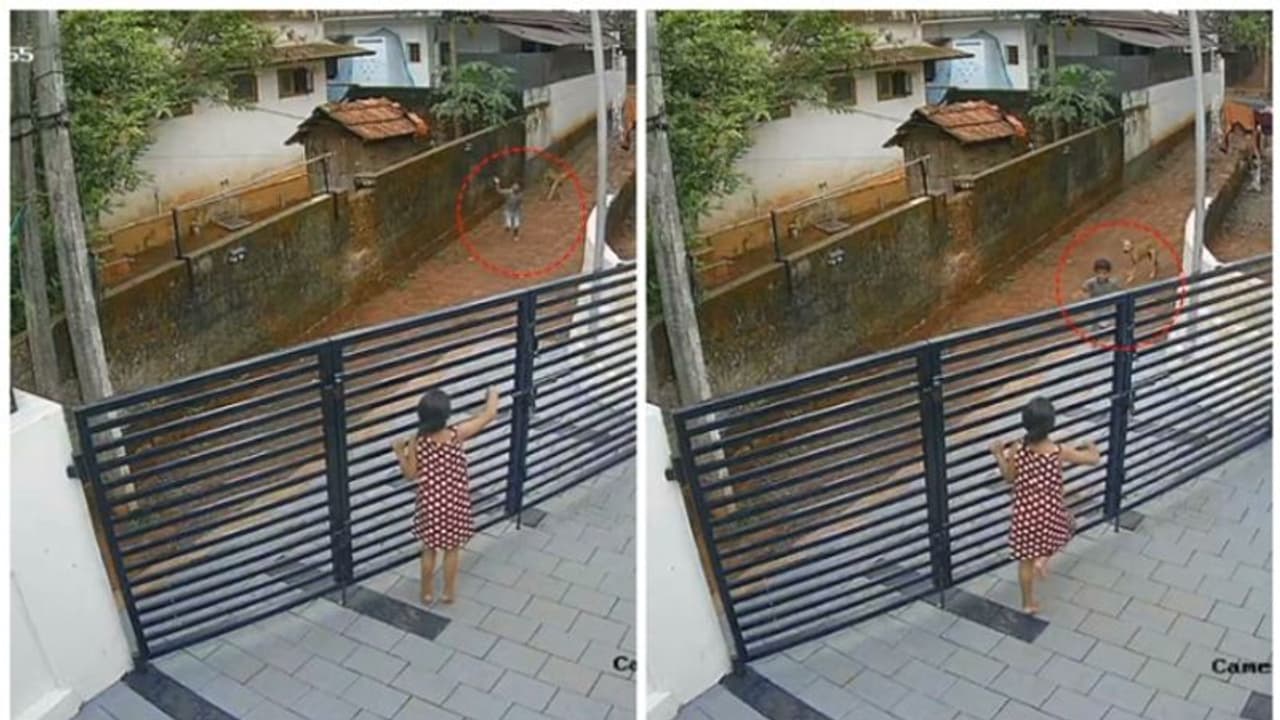 തെരുവ് നായ്ക്കൾ പുറകെ, എൽകെജി വിദ്യാർത്ഥി ഓടി രക്ഷപ്പെട്ടത് തലനാരിഴയ്ക്ക്, കണ്ണൂരിലെ വീഡിയോ പുറത്ത് തെരുവ് നായ്ക്കൾ പുറകെ, എൽകെജി വിദ്യാർത്ഥി ഓടി രക്ഷപ്പെട്ടത് തലനാരിഴയ്ക്ക്, കണ്ണൂരിലെ വീഡിയോ പുറത്ത്