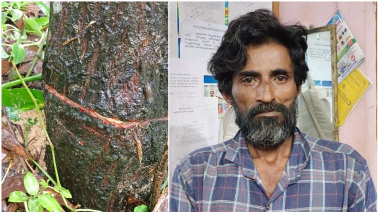 ചന്ദനമരം രാത്രി മുറിച്ച് കടത്താൻ ശ്രമം, ചൂണ്ടയിടാനെത്തിയവർ കണ്ടു; പൊലീസെത്തി, കൈയ്യോടെ പൊക്കി ചന്ദനമരം രാത്രി മുറിച്ച് കടത്താൻ ശ്രമം, ചൂണ്ടയിടാനെത്തിയവർ കണ്ടു; പൊലീസെത്തി, കൈയ്യോടെ പൊക്കി