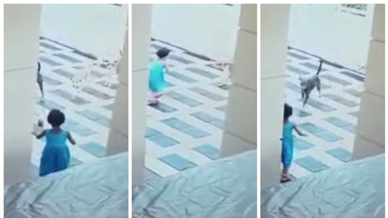 കുരച്ച് പാഞ്ഞടുത്ത് തെരുവുനായക്കൂട്ടം; മുറ്റത്ത് കളിച്ചിരുന്ന മൂന്നര വയസുകാരി രക്ഷപ്പെട്ടത് തലനാരിഴയ്ക്ക് കുരച്ച് പാഞ്ഞടുത്ത് തെരുവുനായക്കൂട്ടം; മുറ്റത്ത് കളിച്ചിരുന്ന മൂന്നര വയസുകാരി രക്ഷപ്പെട്ടത് തലനാരിഴയ്ക്ക്