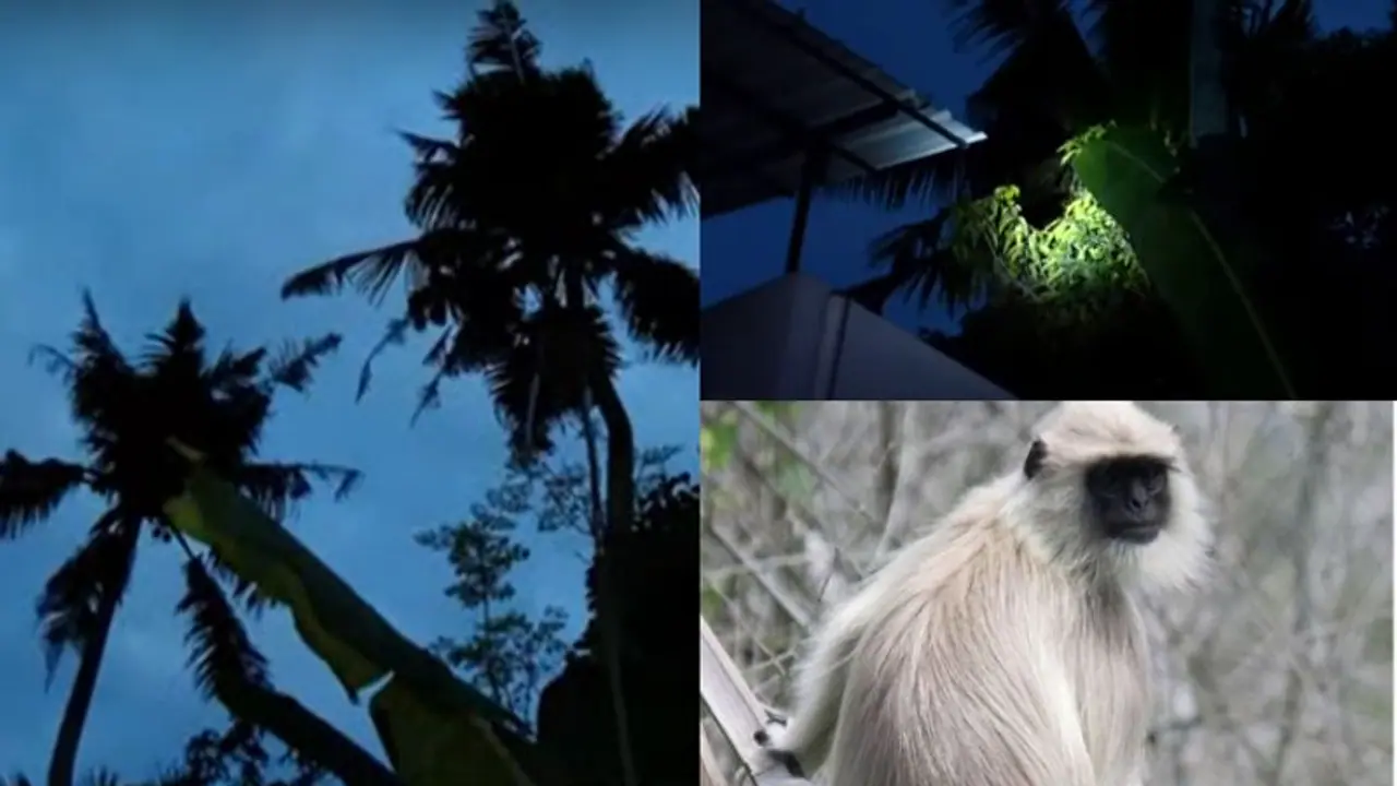 ಮೃಗಾಲಯದ ಬೋನ್‌ನಿಂದ ಎಸ್ಕೇಪ್‌ ಆದ ಹನುಮಾನ್‌ ಕೋತಿ: ಝೂ ಒಳಗಿಂದ್ಲೇ ಅಧಿಕಾರಿಗಳಿಗೆ ಚಳ್ಳೆಹಣ್ಣು ತಿನ್ನಿಸಿದ ಮಂಕಿ! 