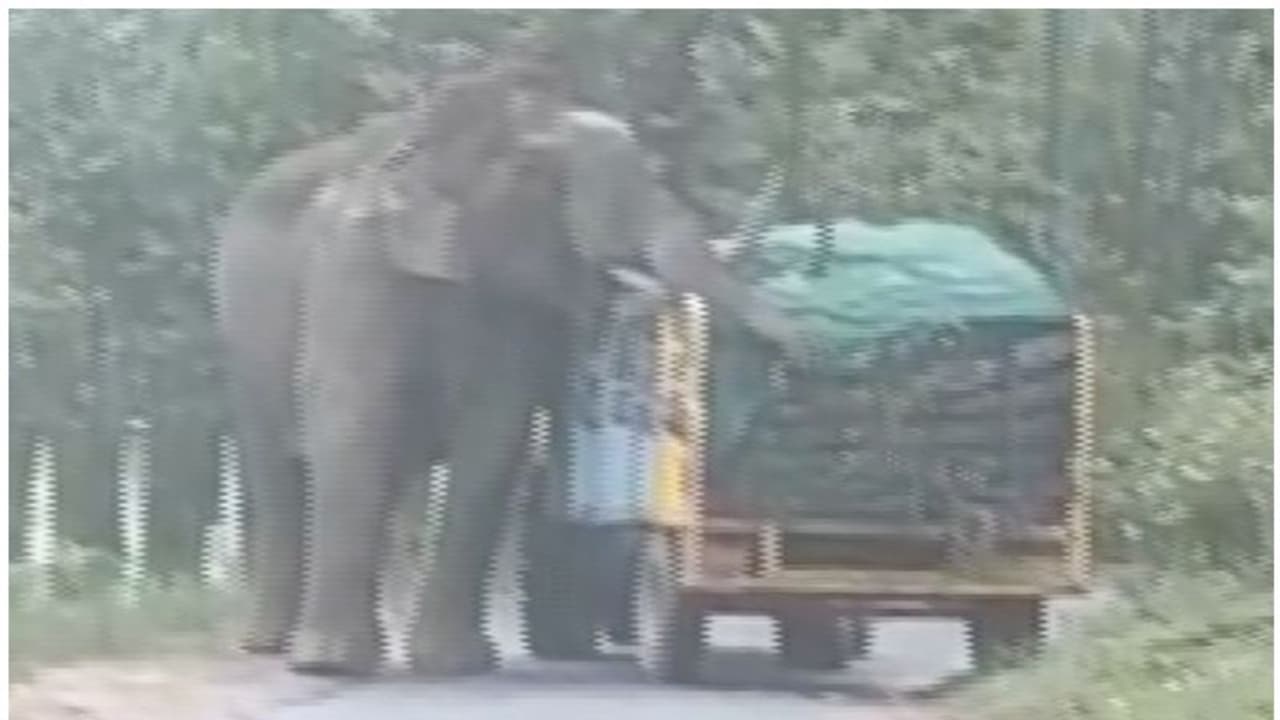 പടയപ്പ വീണ്ടും! 'പിള്ളയാറപ്പാ ഒന്നും സെഞ്ചിടാതെ' എന്ന് അപേക്ഷിച്ച് ട്രാക്ടർ ഡ്രൈവർ, നശിപ്പിക്കാതെ മടക്കം പടയപ്പ വീണ്ടും! 'പിള്ളയാറപ്പാ ഒന്നും സെഞ്ചിടാതെ' എന്ന് അപേക്ഷിച്ച് ട്രാക്ടർ ഡ്രൈവർ, നശിപ്പിക്കാതെ മടക്കം