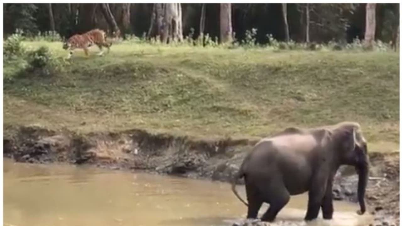 ആരാണ് കാടിന്‍റെ അധിപന്‍; ആനയോ കടുവയോ? ഉത്തരം നല്‍കുന്ന വീഡിയോ വൈറല്‍ 