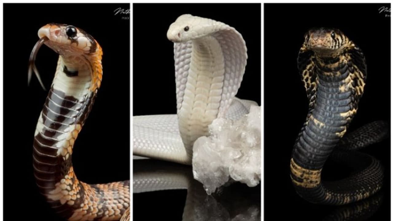 സ്റ്റുഡിയോയില്‍ ഫോട്ടോയ്ക്ക് പോസ് ചെയ്യുന്ന മൂര്‍ഖന്‍റെ വീഡിയോ; അവിശ്വസനീയമെന്ന് നെറ്റിസണ്‍സ് 