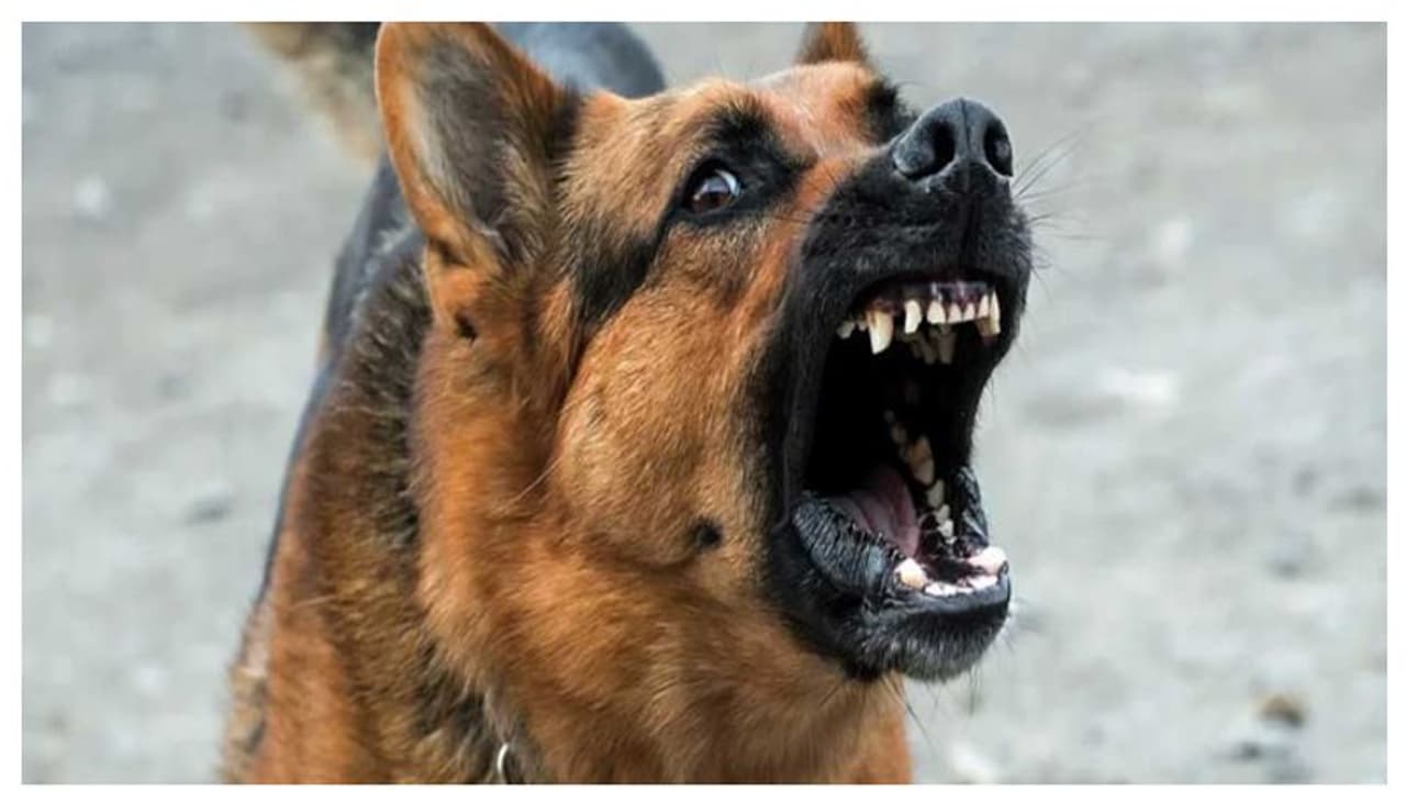 ചാലിശ്ശേരിയിൽ തെരുവുനായ ആക്രമണം രൂക്ഷം; ഇന്ന് മൂന്നുപേർക്ക് കടിയേറ്റു ചാലിശ്ശേരിയിൽ തെരുവുനായ ആക്രമണം രൂക്ഷം; ഇന്ന് മൂന്നുപേർക്ക് കടിയേറ്റു