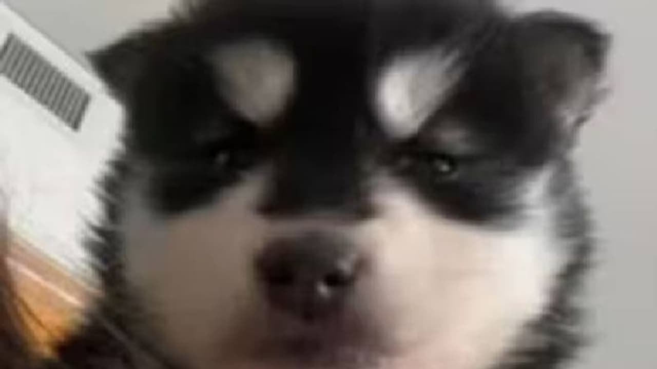 വാങ്ങിയത് നായയെ, വീട്ടിലെത്തിയപ്പോൾ ചെന്നായ!