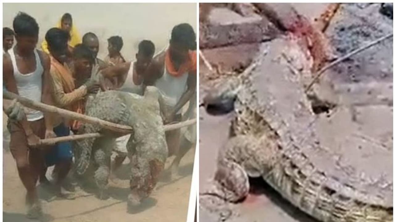 ಮೊಸಳೆಗಿಂತ ಮನುಷ್ಯನೇ ಕ್ರೂರಿ.. 14 ವರ್ಷದ ಬಾಲಕನ ತಿಂದ ಮೊಸಳೆಯ ಜೀವ ತೆಗೆದ ಗ್ರಾಮಸ್ಥರು! ಮೊಸಳೆಗಿಂತ ಮನುಷ್ಯನೇ ಕ್ರೂರಿ.. 14 ವರ್ಷದ ಬಾಲಕನ ತಿಂದ ಮೊಸಳೆಯ ಜೀವ ತೆಗೆದ ಗ್ರಾಮಸ್ಥರು!