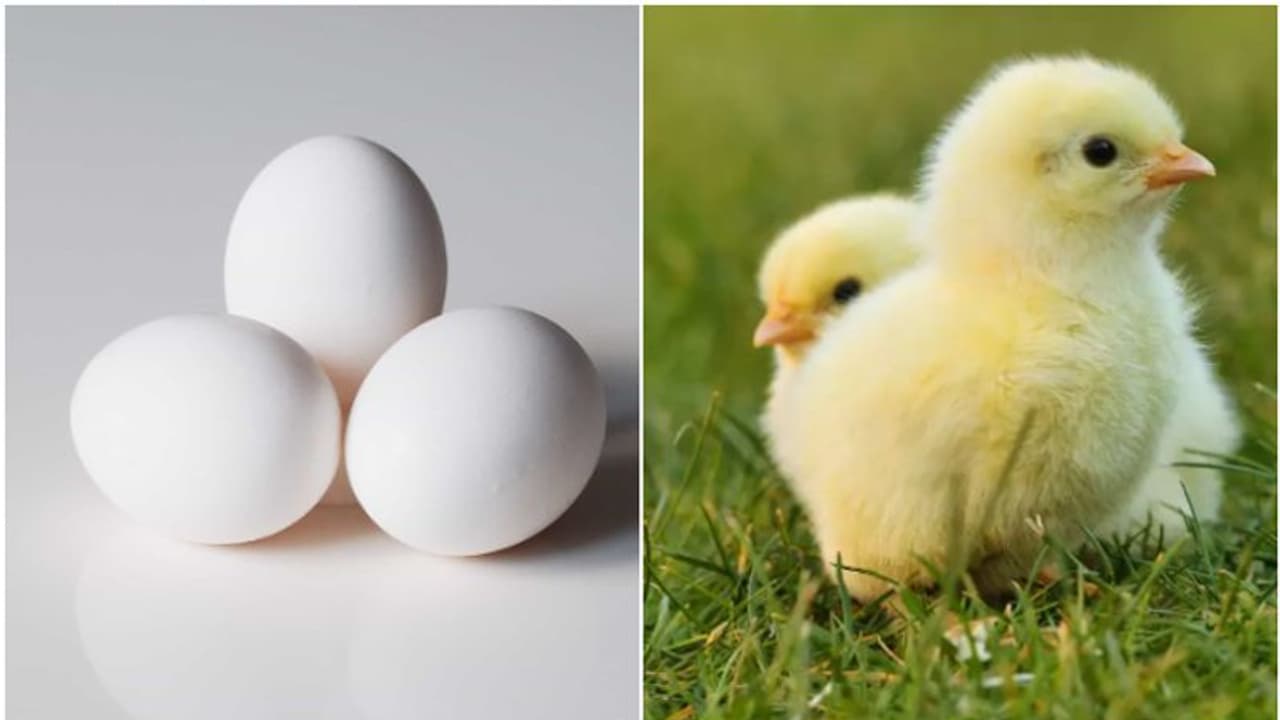 കോഴിയാണോ മുട്ടയാണോ ആദ്യമുണ്ടായത്?; ശാസ്ത്ര ലോകത്തെ കുഴപ്പിച്ച ചോദ്യത്തിനുത്തരം കിട്ടിയെന്ന് ശാസ്ത്രജ്ഞര്! കോഴിയാണോ മുട്ടയാണോ ആദ്യമുണ്ടായത്?; ശാസ്ത്ര ലോകത്തെ കുഴപ്പിച്ച ചോദ്യത്തിനുത്തരം കിട്ടിയെന്ന് ശാസ്ത്രജ്ഞര്!