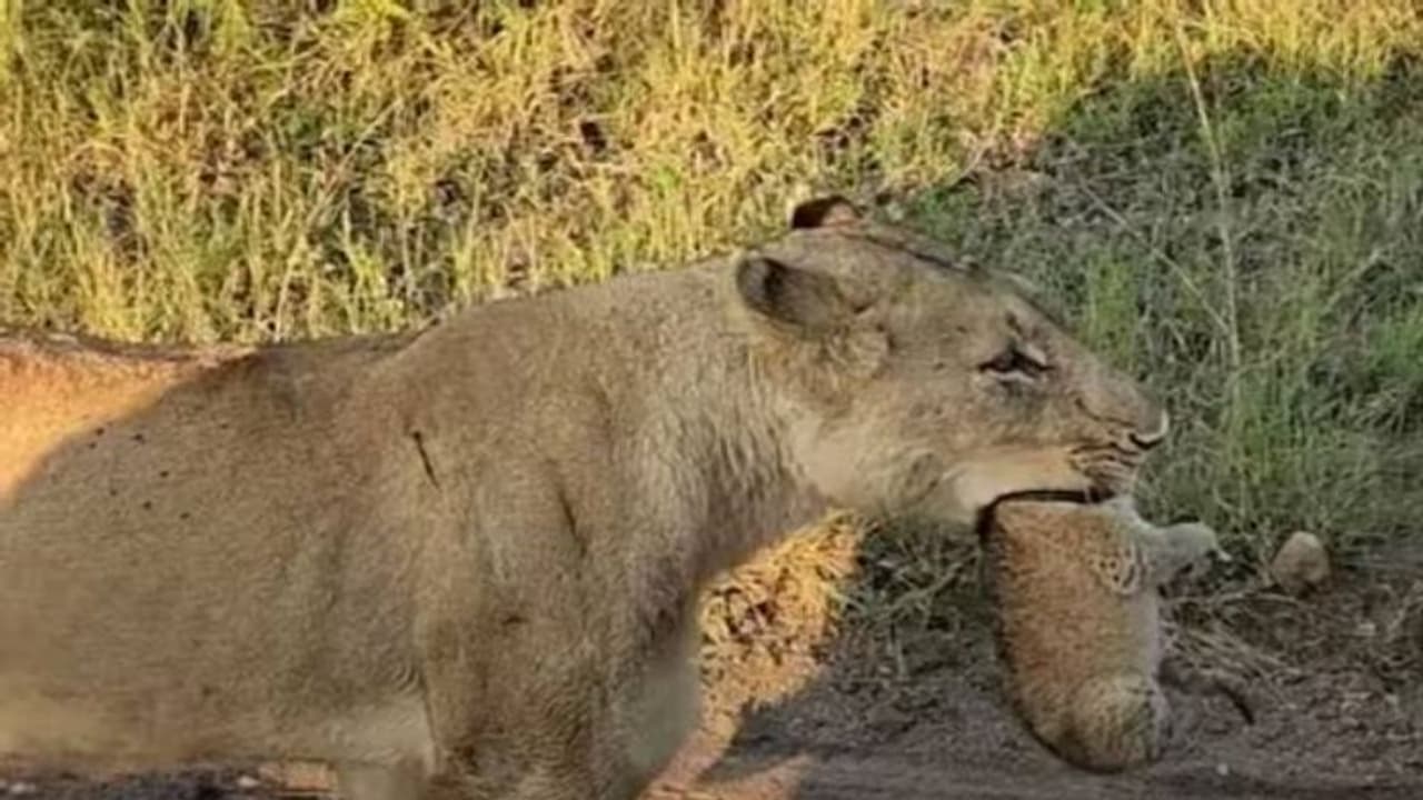 Viral video: പിഞ്ചുകുഞ്ഞിനെയും കടിച്ചുപിടിച്ച് നടുറോഡിൽ സിംഹം, വൈറലായി വീഡിയോ