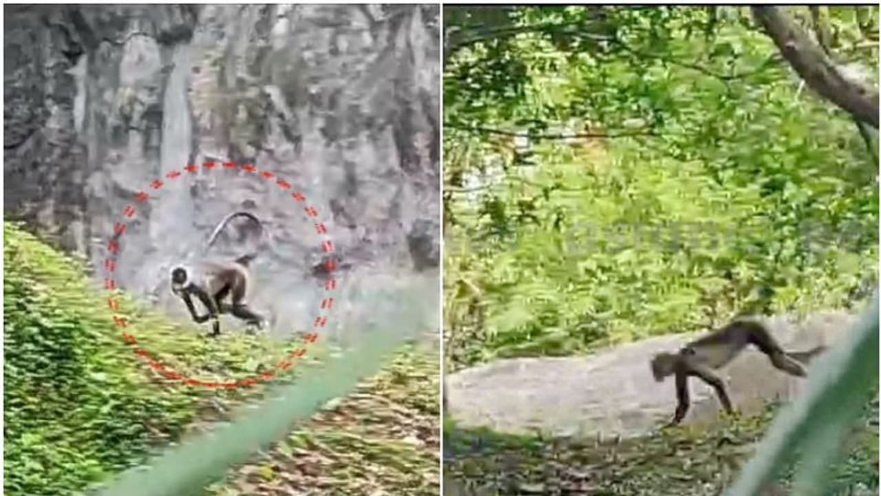 കൂട് തുറന്നതോടെ പുറത്ത് ചാടി, മരത്തിൽ ചാടിക്കയറി; മൃഗശാലയിൽ നിന്ന് ചാടിയ ഹനുമാൻ കുരങ്ങ് മരത്തിൽ തന്നെ കൂട് തുറന്നതോടെ പുറത്ത് ചാടി, മരത്തിൽ ചാടിക്കയറി; മൃഗശാലയിൽ നിന്ന് ചാടിയ ഹനുമാൻ കുരങ്ങ് മരത്തിൽ തന്നെ