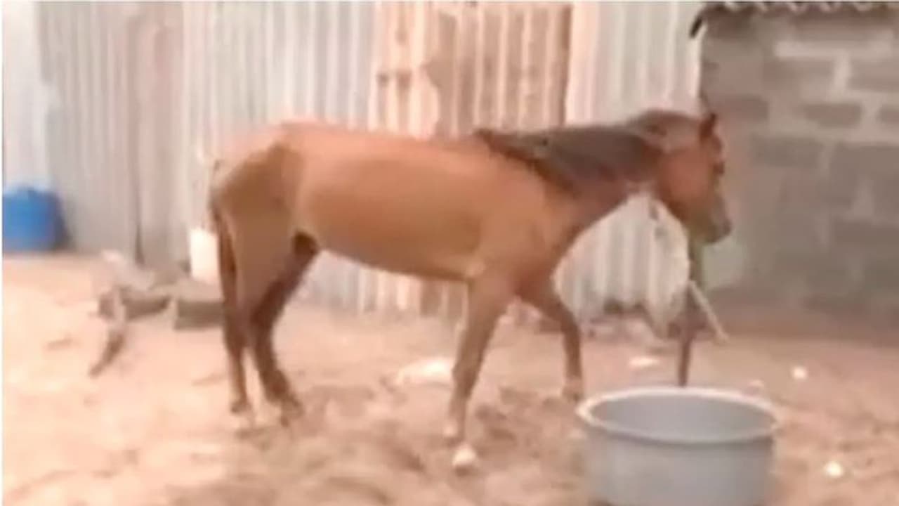 Cyclone Biparjoy: ಸಾಕಿದ ಪ್ರಾಣಿಗಳಿಗೆ ಆಹಾರ ನೀಡಲು ಪ್ರಾಣ ಲೆಕ್ಕಿಸದೇ ಮತ್ತೆ ಮನೆಯತ್ತ ಬಂದ ಜನ Cyclone Biparjoy: ಸಾಕಿದ ಪ್ರಾಣಿಗಳಿಗೆ ಆಹಾರ ನೀಡಲು ಪ್ರಾಣ ಲೆಕ್ಕಿಸದೇ ಮತ್ತೆ ಮನೆಯತ್ತ ಬಂದ ಜನ