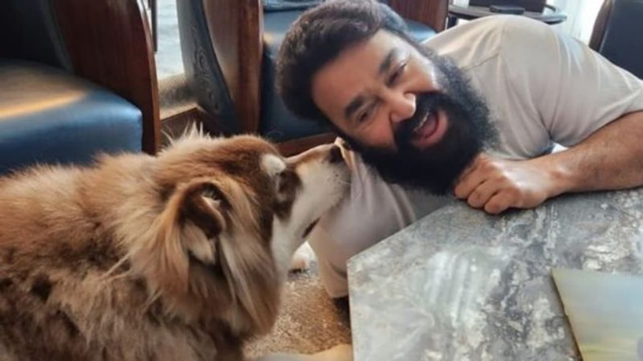 ഇനി 'വാലിബൻ' അല്ല, സിംമ്പയുടെ സ്വന്തം ഫ്രണ്ട്; കുശലം പറഞ്ഞും പൊട്ടിച്ചിരിച്ചും മോഹന്‍ലാല്‍ !