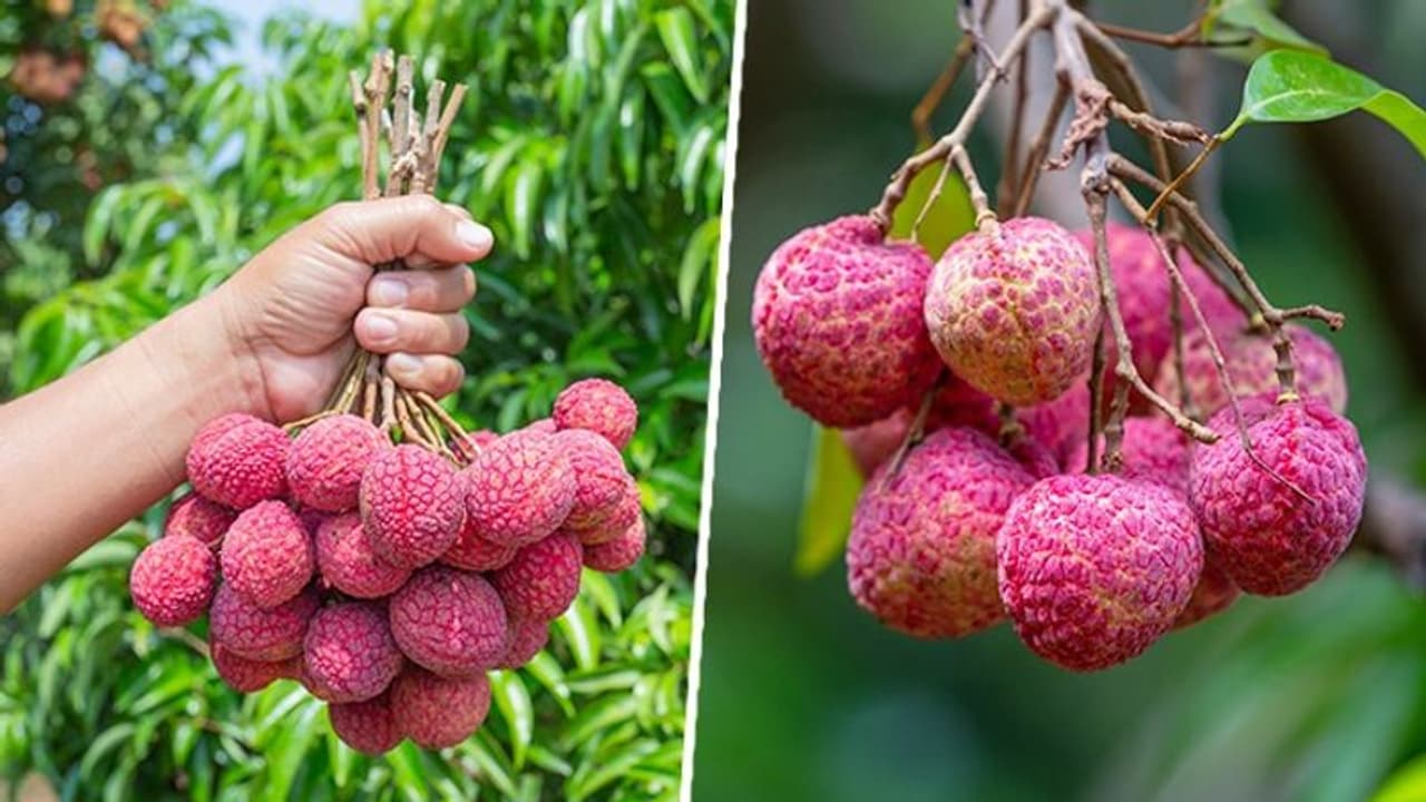 Lychee seeds health benefits: Know their nutrition, risks and more Lychee seeds health benefits: Know their nutrition, risks and more