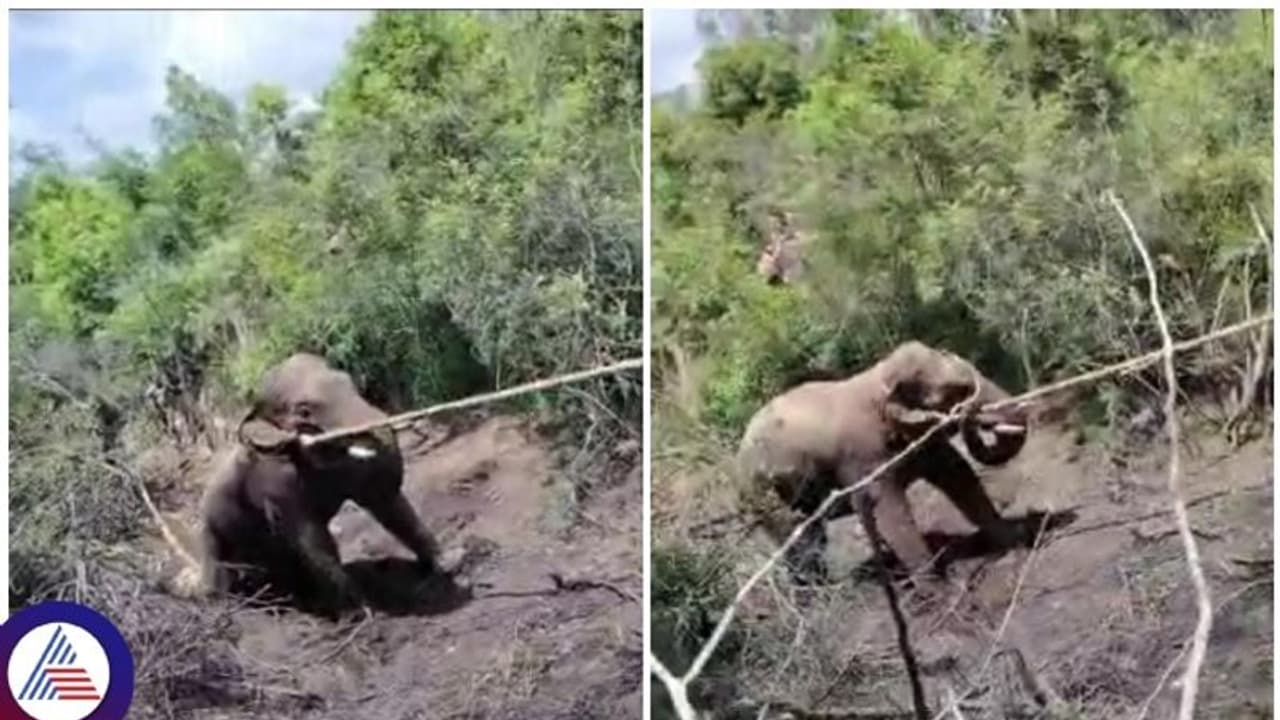 ನಾಲ್ಕು ಆನೆಗಳು ಜಗ್ಗಿದರೂ ಬಗ್ಗುತ್ತಿಲ್ಲ, ರೈತರಿಗೆ ಕಿರುಕುಳ ಕೊಡ್ತಿದ್ದ ಪುಂಡಾನೆ