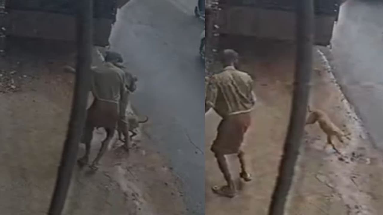 വല്ലച്ചിറയിൽ പത്ത് പേരെ കടിച്ച തെരുവുനായ വണ്ടിയിടിച്ചു ചത്തു; പോസ്റ്റ്മോർട്ടത്തിൽ പേവിഷബാധ സ്ഥിരീകരിച്ചു!