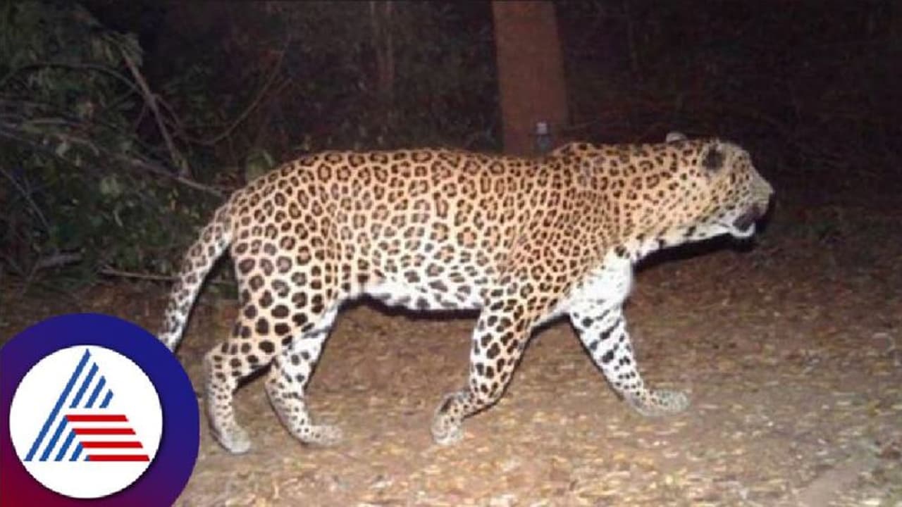 ತುಮಕೂರು: ಚಿರತೆ ದಾಳಿಗೆ ಬೆಚ್ಚುತ್ತಿದ್ದಾರೆ ಕುರಿಗಾಯಿಗಳು! ತುಮಕೂರು: ಚಿರತೆ ದಾಳಿಗೆ ಬೆಚ್ಚುತ್ತಿದ್ದಾರೆ ಕುರಿಗಾಯಿಗಳು!