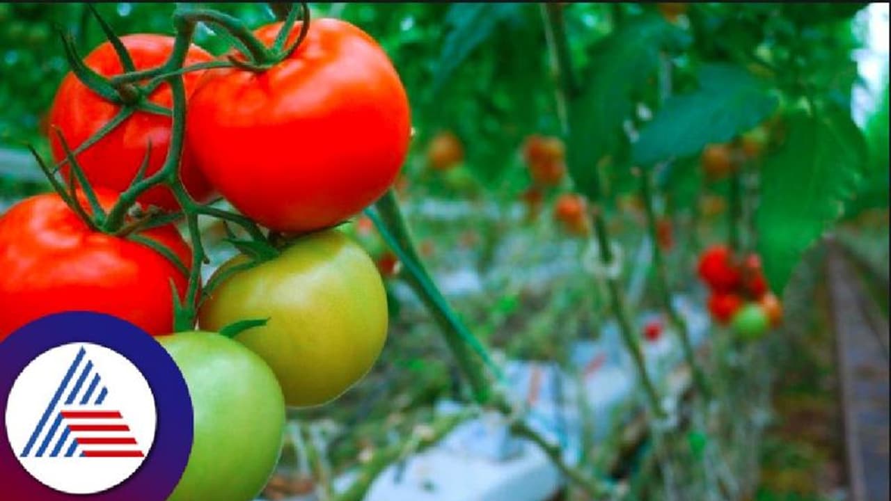 ಚಿಕ್ಕಬಳ್ಳಾಪುರ: ಟೊಮೆಟೋಗೆ ಬಿಳಿ ನೊಣ ಕಾಟ, ಒಣಗುತ್ತಿರುವ ತೋಟ! ಚಿಕ್ಕಬಳ್ಳಾಪುರ: ಟೊಮೆಟೋಗೆ ಬಿಳಿ ನೊಣ ಕಾಟ, ಒಣಗುತ್ತಿರುವ ತೋಟ!