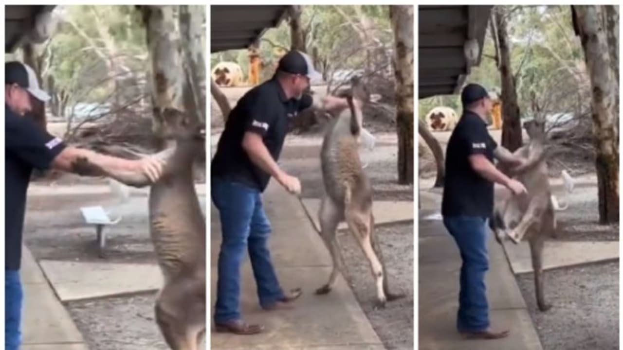 മൃഗശാല സന്ദര്‍ശിക്കാനെത്തിയ ആളുമായി കങ്കാരുവിന്‍റെ ഗുസ്തി, കഴുത്തിന് പിടിച്ച് തള്ളി സഞ്ചാരി; വൈറല്‍ വീഡിയോ