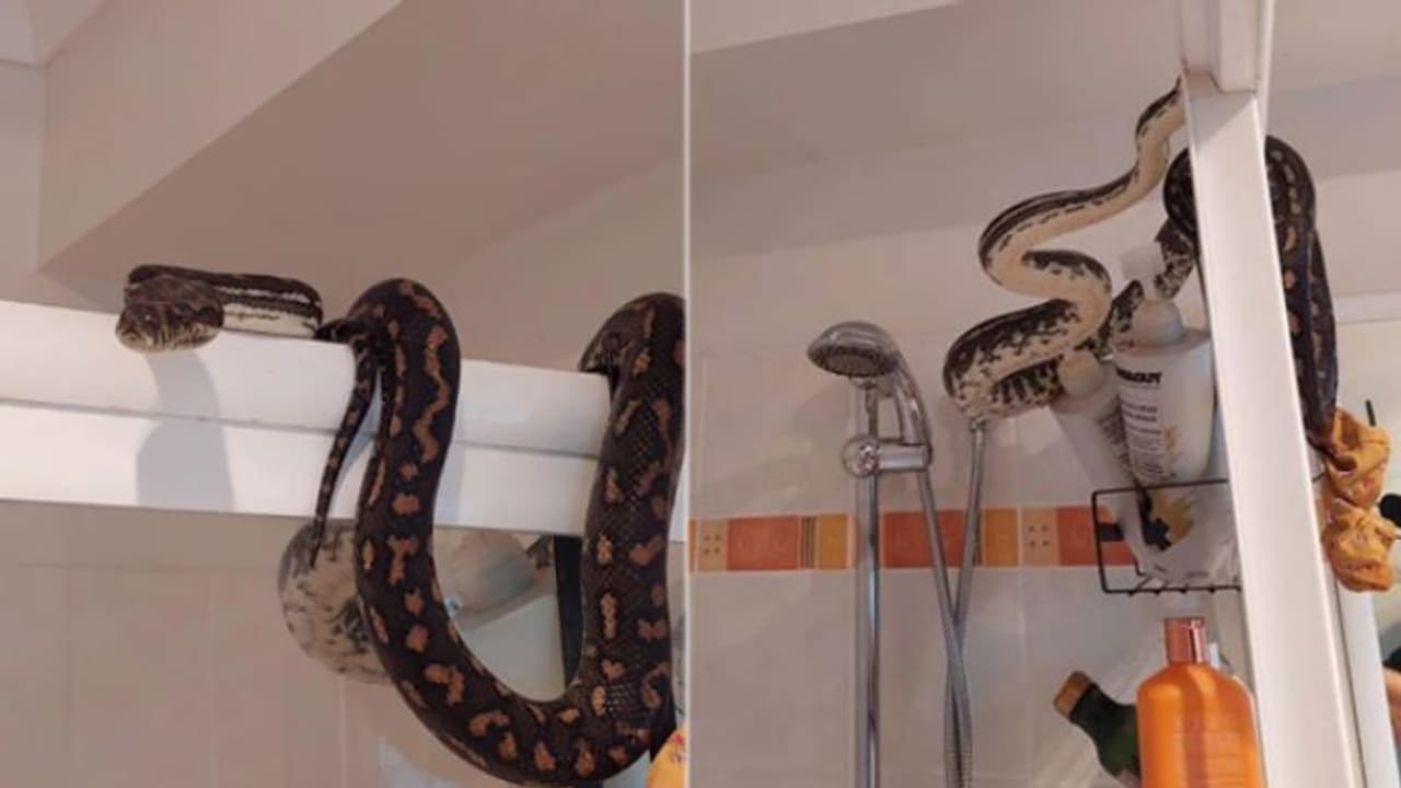 ശുചിമുറിയിൽ കണ്ടത് കൂറ്റൻ പെരുമ്പാമ്പിനെ; അമ്പരപ്പിക്കുന്ന വീഡിയോ ശുചിമുറിയിൽ കണ്ടത് കൂറ്റൻ പെരുമ്പാമ്പിനെ; അമ്പരപ്പിക്കുന്ന വീഡിയോ