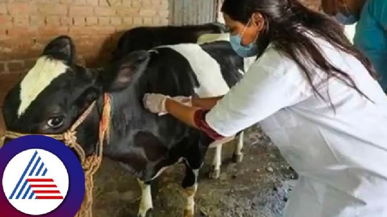 ಮಲೆನಾಡಿನಲ್ಲಿ ಪಶು ಇಲಾಖೆ ಖಾಲಿ ಖಾಲಿ: ಹಲವು ವರ್ಷಗಳಿಂದ ಭರ್ತಿಯಾಗದ ಹುದ್ದೆಗಳು! 