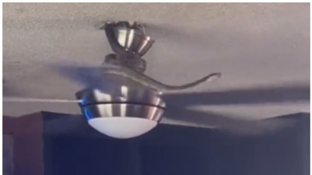 കറങ്ങുന്ന ഫാനില് നിന്നും താഴെയ്ക്ക് ഇറങ്ങാന് ശ്രമം നടത്തുന്ന പാമ്പ്; പിന്നീട് സംഭവിച്ചത് കറങ്ങുന്ന ഫാനില് നിന്നും താഴെയ്ക്ക് ഇറങ്ങാന് ശ്രമം നടത്തുന്ന പാമ്പ്; പിന്നീട് സംഭവിച്ചത്