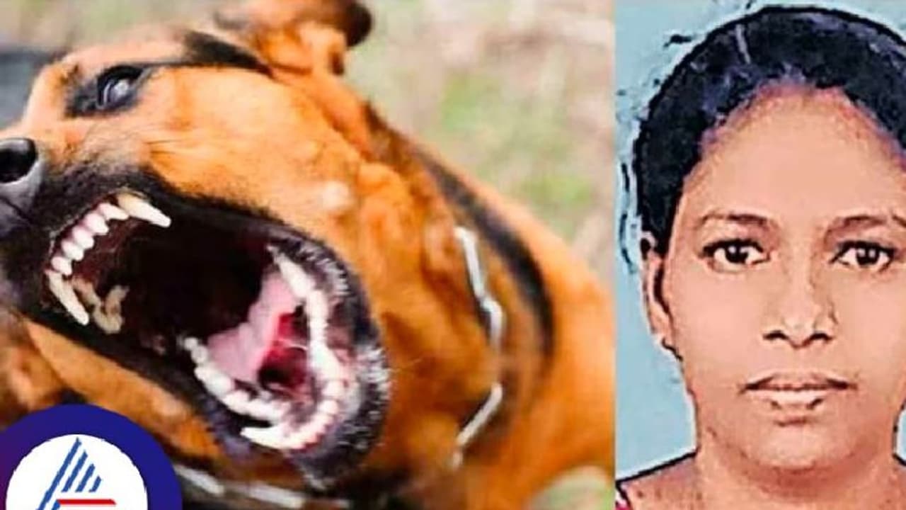 ಬೀದಿನಾಯಿ ಆರೈಕೆ ಮಾಡುತ್ತಿದ್ದ ಶ್ವಾನ ಪ್ರೇಮಿ ರೇಬಿಸ್‌ ಕಾಯಿಲೆಗೆ ಬಲಿ