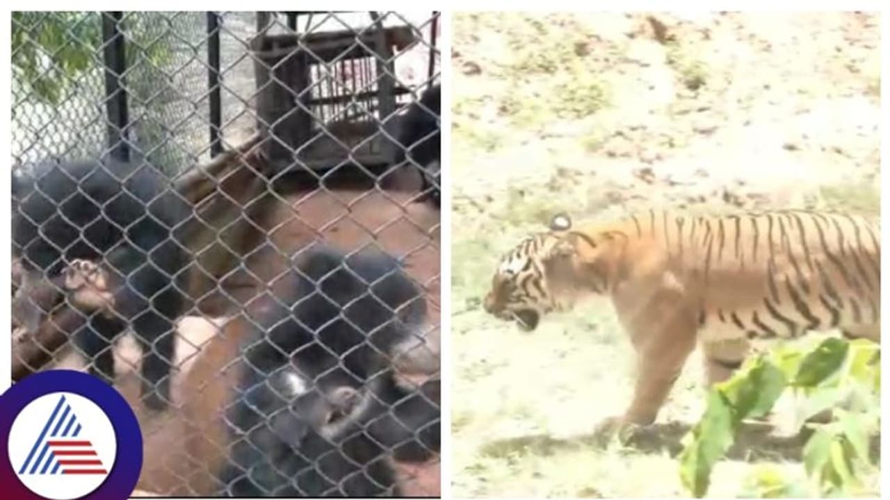 ಕೋಟೆನಾಡಿನ ಆಡುಮಲ್ಲೇಶ್ವರ ಝೂ ನಲ್ಲಿ ಕರಡಿ ಮರಿ, ಬೆಂಗಾಲ್ ಟೈಗರ್ಸ್ ನೋಡಲು ಪ್ರವಾಸಿಗರ ದಂಡು ಕೋಟೆನಾಡಿನ ಆಡುಮಲ್ಲೇಶ್ವರ ಝೂ ನಲ್ಲಿ ಕರಡಿ ಮರಿ, ಬೆಂಗಾಲ್ ಟೈಗರ್ಸ್ ನೋಡಲು ಪ್ರವಾಸಿಗರ ದಂಡು